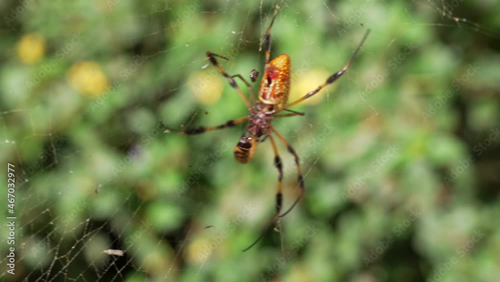 This video shows an orb weaver catches a mealworm in it's web in slow motion. This video shows an orb weaver catches a mealworm in it's web in slow motion.