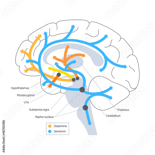 Serotonin and dopamine pathway photo