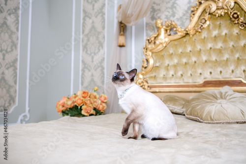 The theme of luxury and wealth. Young cat without a tail purebred bobtail Mecogon is on the big bed headboard near the Renaissance Baroque pillow in France Europe Versailles Palace