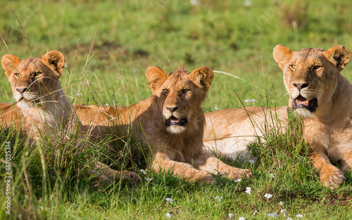 Three young male lions resting in the grass. Taken in kenya