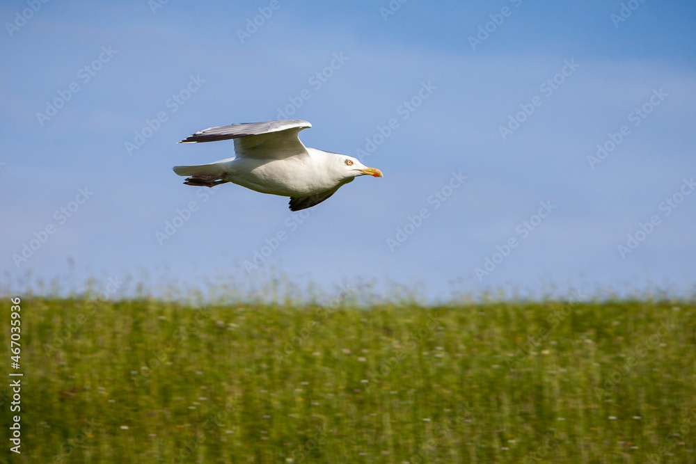 Fototapeta premium Möwe im Flug