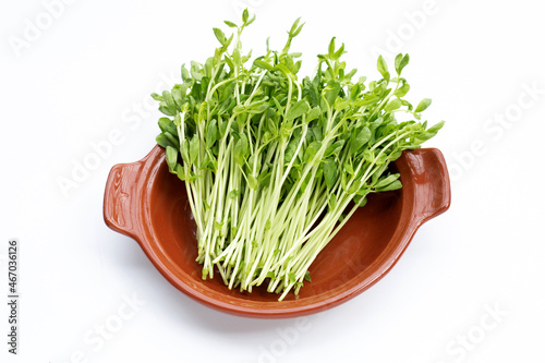 Pea Sprouts on white background.