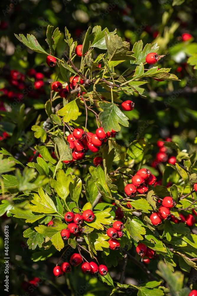 Branch of ripe hawthorn at sunny autumn day, close up Branch of ripe hawthorn at sunny autumn day, close up