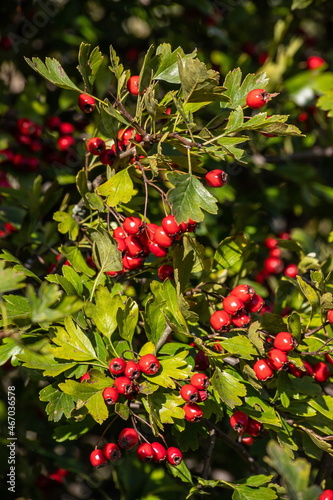 Branch of ripe hawthorn at sunny autumn day, close up