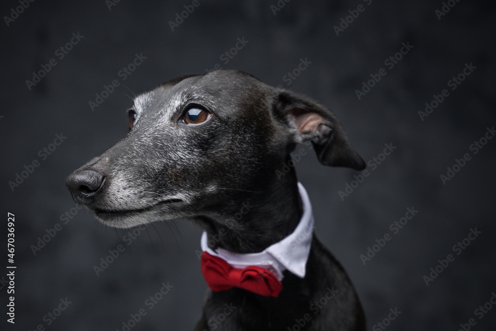 Elegant black doggy with bow tie against dark background