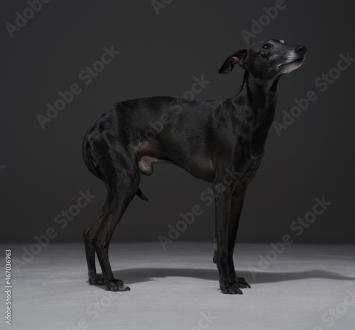 Adorable purebred doggy with black fur against dark background