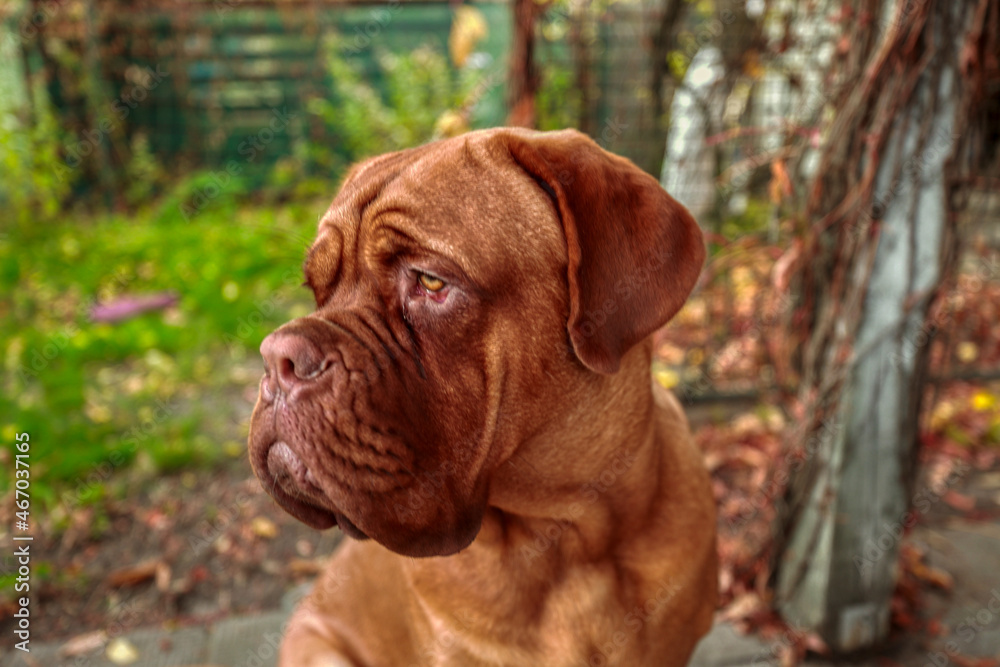 Portrait French mastiff watching the camera outdoors. 11 month old Dogue de Bordeaux (French Mastiff) puppy.

