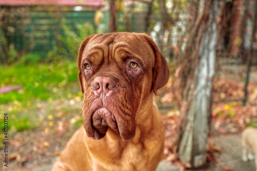 Portrait French mastiff watching the camera outdoors. 11 month old Dogue de Bordeaux (French Mastiff) puppy. 