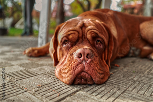 Portrait French mastiff watching the camera outdoors. 11 month old Dogue de Bordeaux (French Mastiff) puppy.
 photo