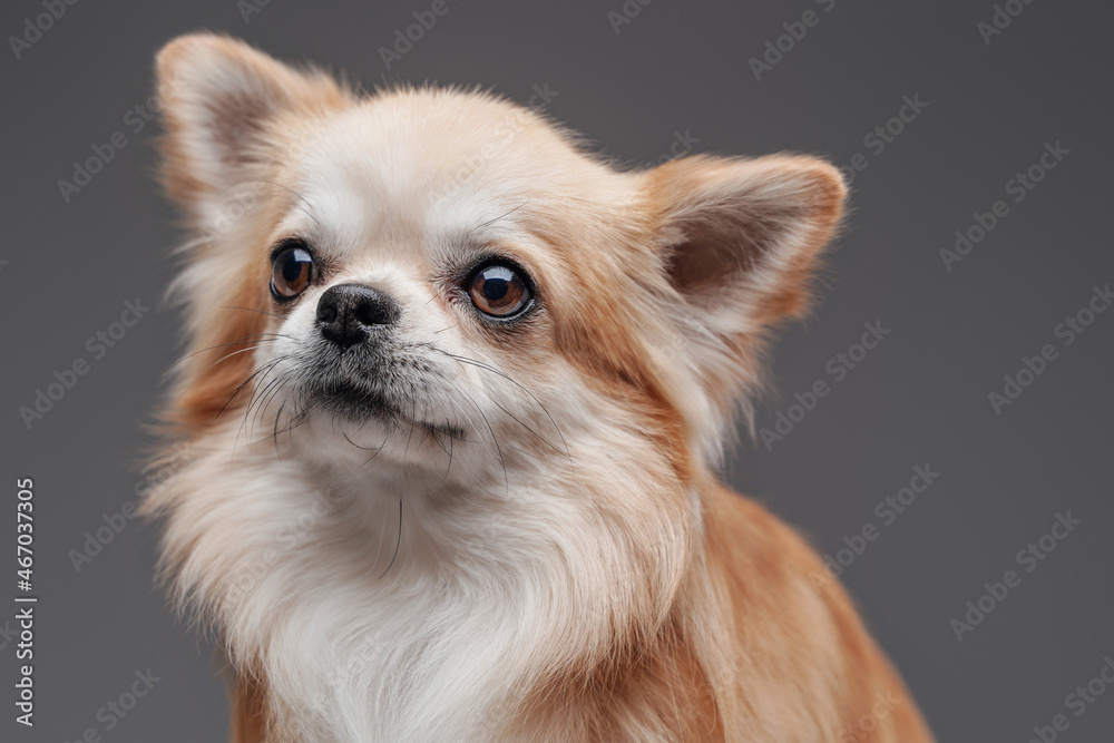 Fluffy pedigreed chihuahua puppy posing against gray background
