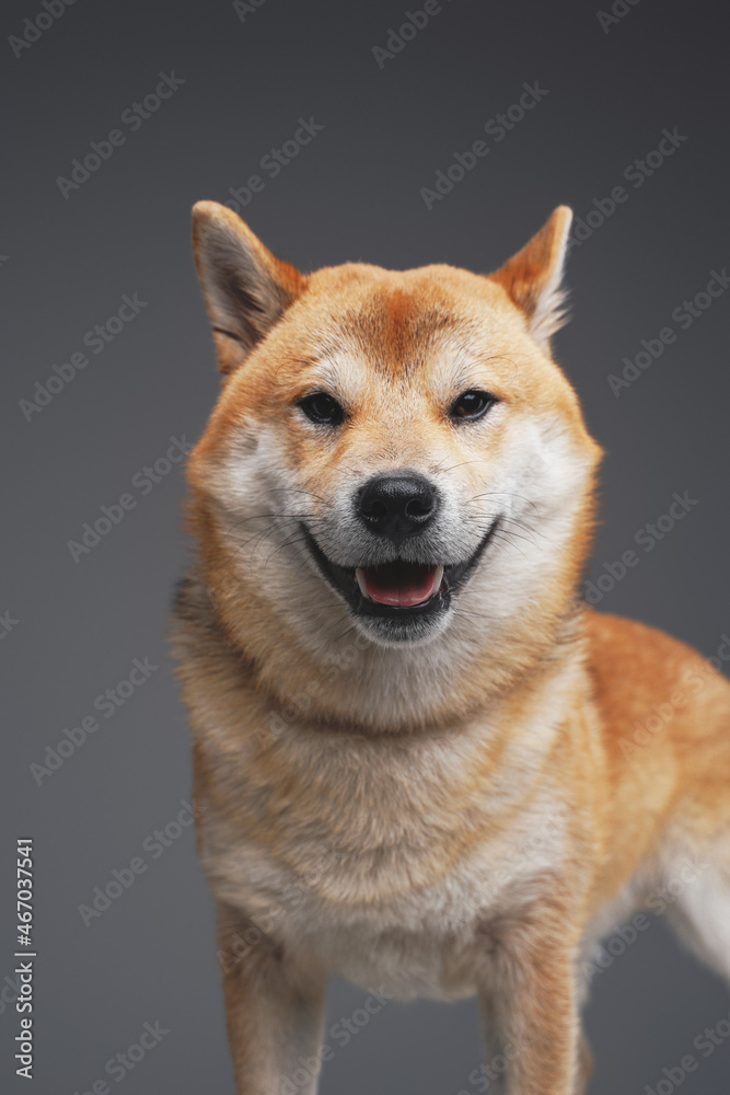 Beautiful japanese doggy with beige fur against gray background