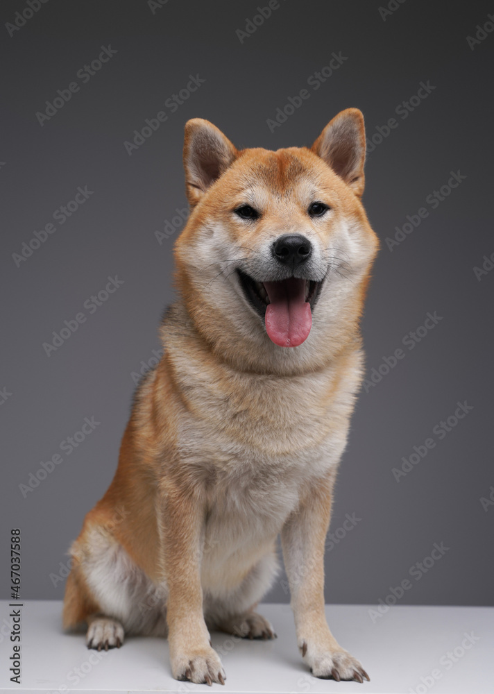 Beautiful japanese doggy with beige fur against gray background