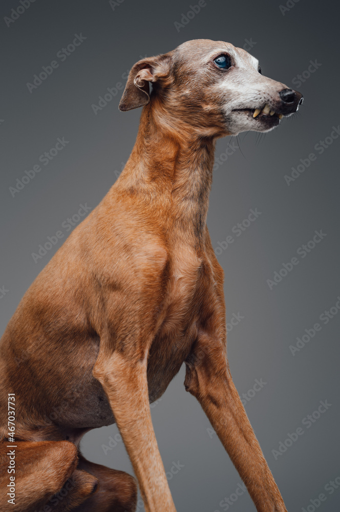 Adorable italian greyhound dog posing against gray background Adorable italian greyhound dog posing against gray background