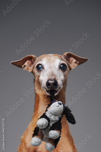 Purebred cute dog with teddy dog against gray background © Fxquadro