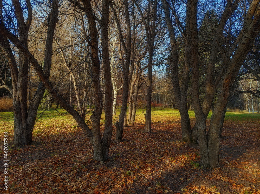 Trees in the autumn forest Trees in the autumn forest