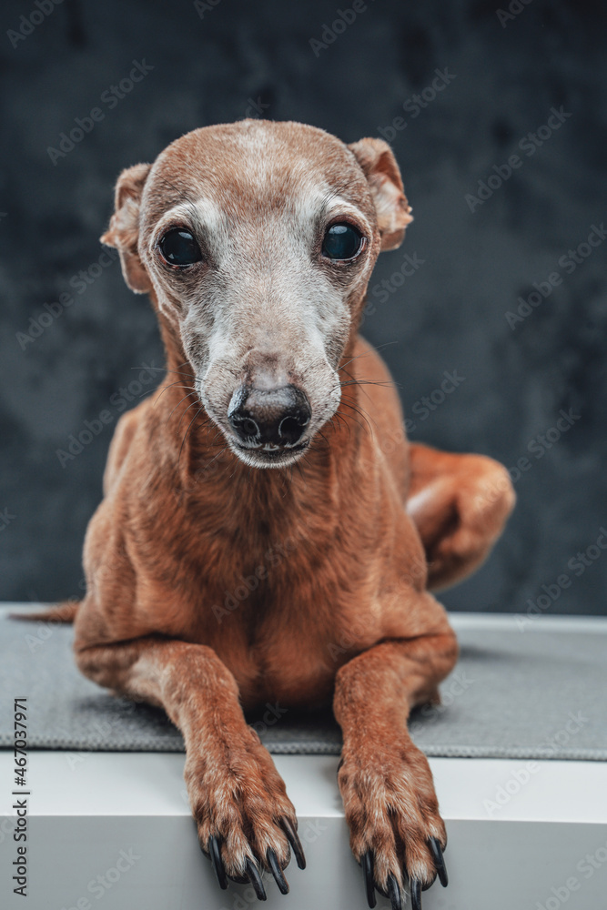 Lovely purebred doggy lying on table against dark background