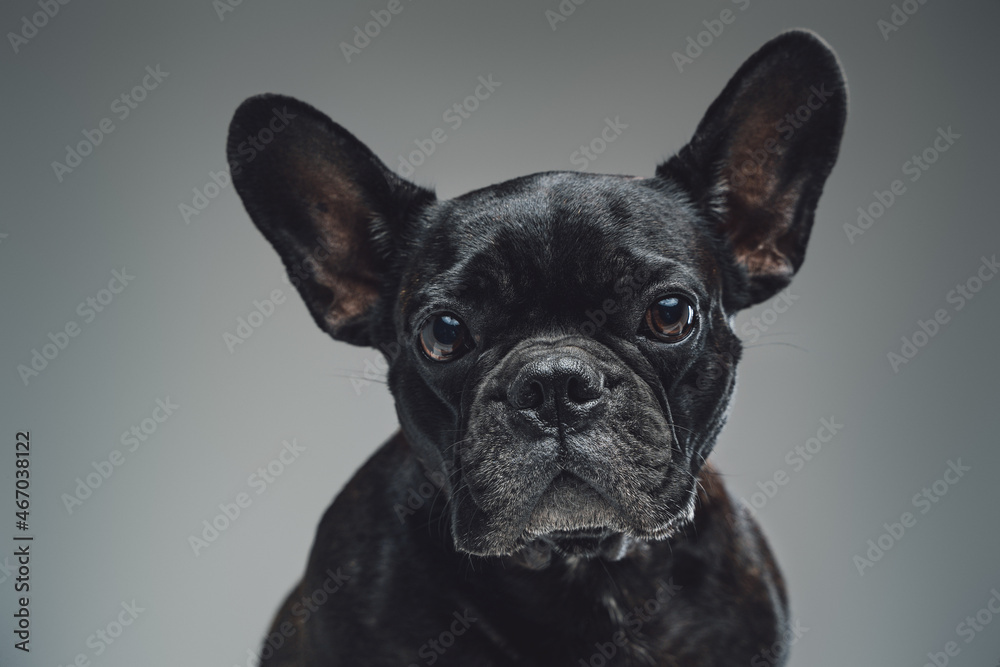 Headshot of french bulldog with black fur against gray background