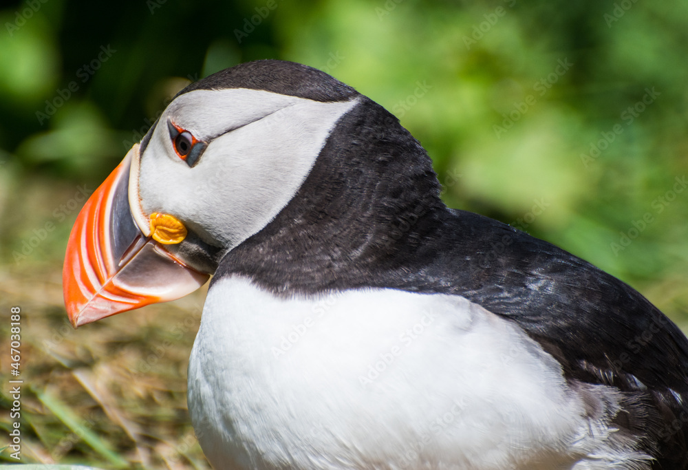 Puffin in the beautiful countryside nature of Hafnarholmi in Borgarfjordur Eystri in Iceland Puffin in the beautiful countryside nature of Hafnarholmi in Borgarfjordur Eystri in Iceland