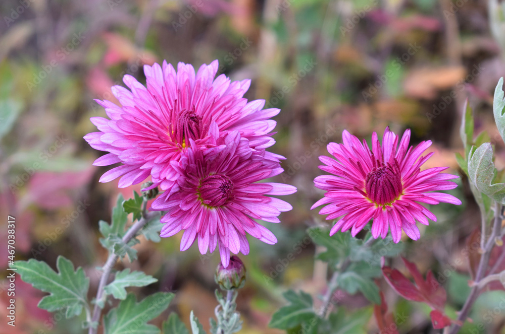 Flowering pink chrysanthemums. Autumn flowers in the garden. Flowering pink chrysanthemums. Autumn flowers in the garden.
