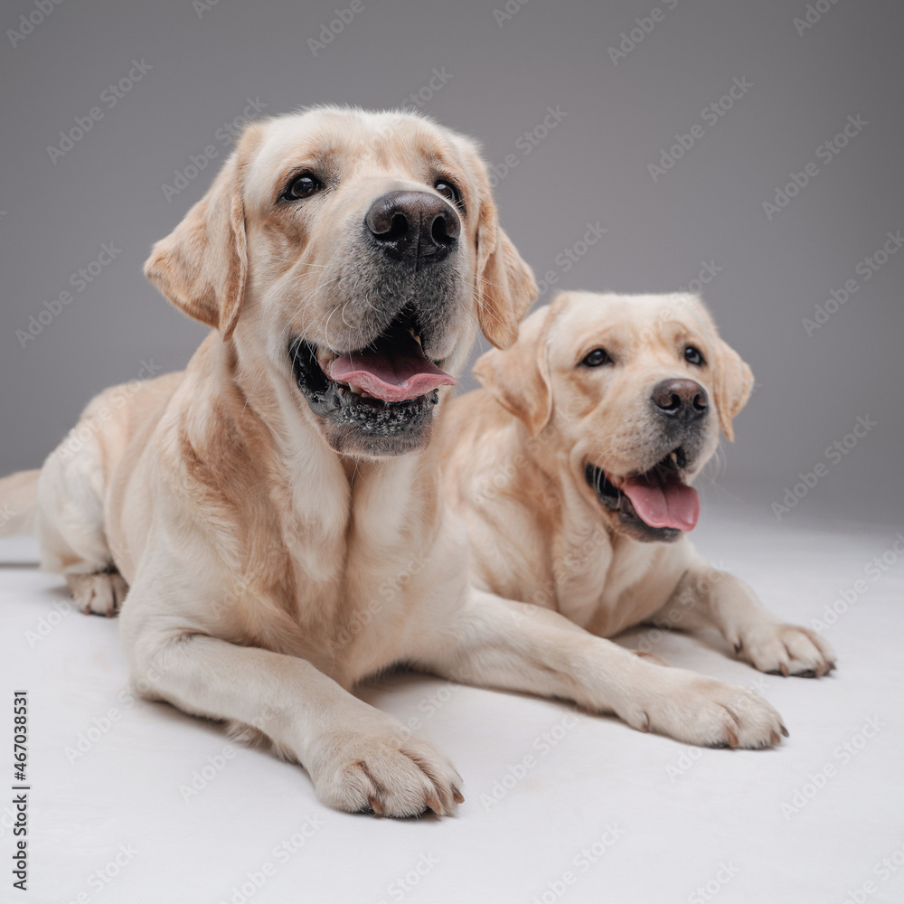 Two creme pedigreed dogs posing on floor together