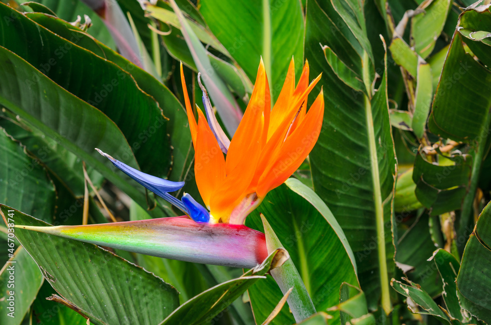 Close up of a strelitzia flower.