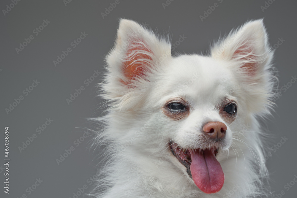 Joyful cute canine animal with white fluffy fur Joyful cute canine animal with white fluffy fur