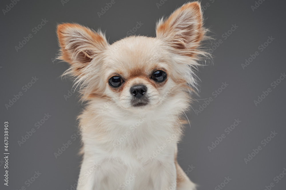 Beige white domestic canine pet with fluffy fur