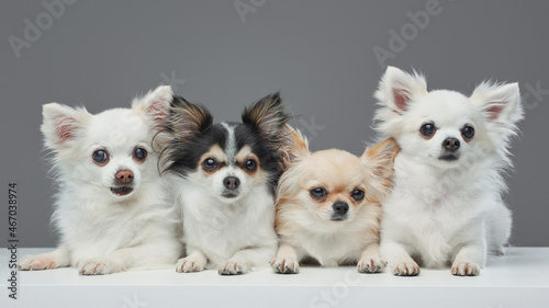 Photography Group of four pomeranian chihuahua dogs with fluffy fur