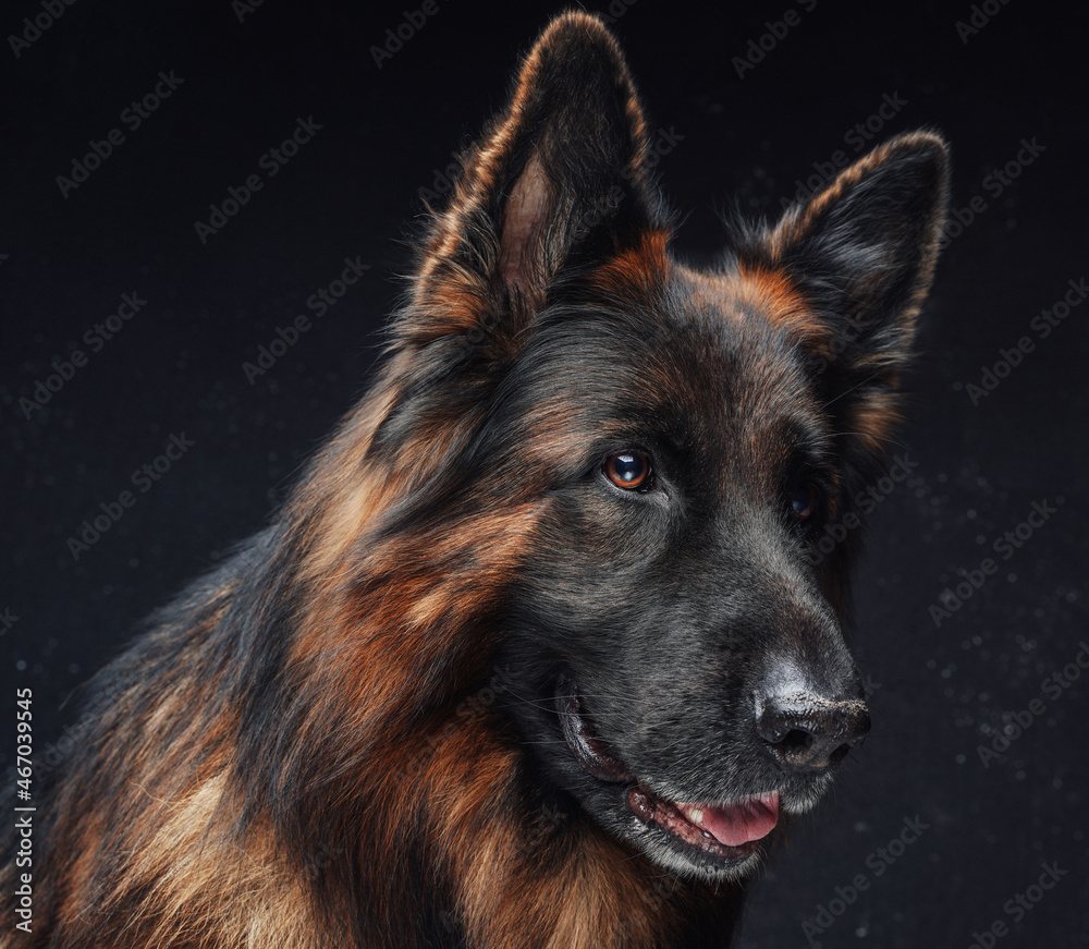 Purebred dark brown sheepdog against dark studio background Purebred dark brown sheepdog against dark studio background