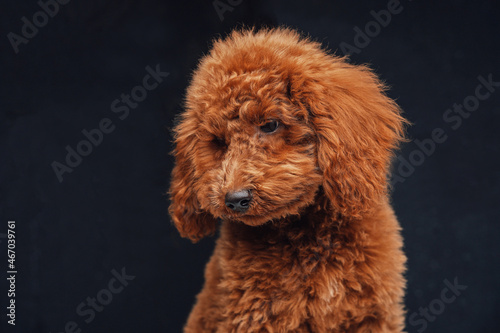 Apricot miniature poodle with curly fur posing against dark background