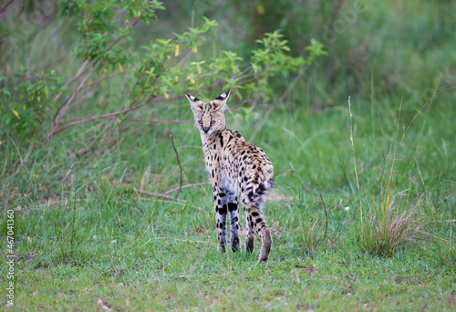 A Serval cat looking at the camera. taken in Kenya