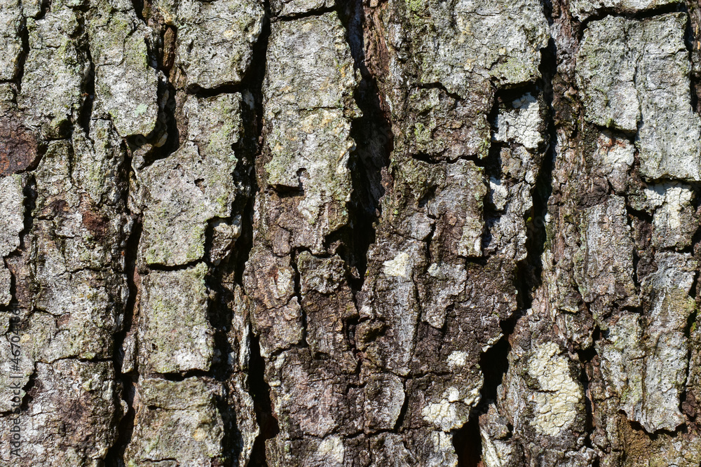 close up view of detailed old tree bark texture. can be using for background or wallpaper close up view of detailed old tree bark texture. can be using for background or wallpaper