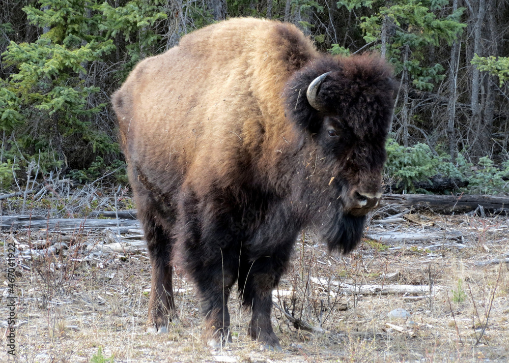 Head of American Bison family