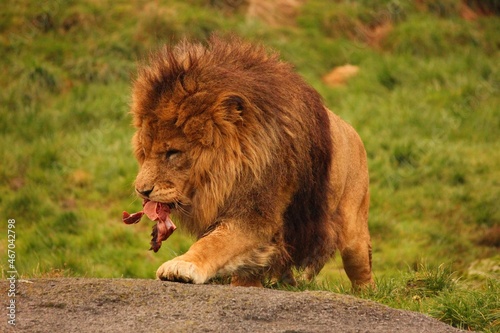 Fototapeta Naklejka Na Ścianę i Meble -  Lion eating