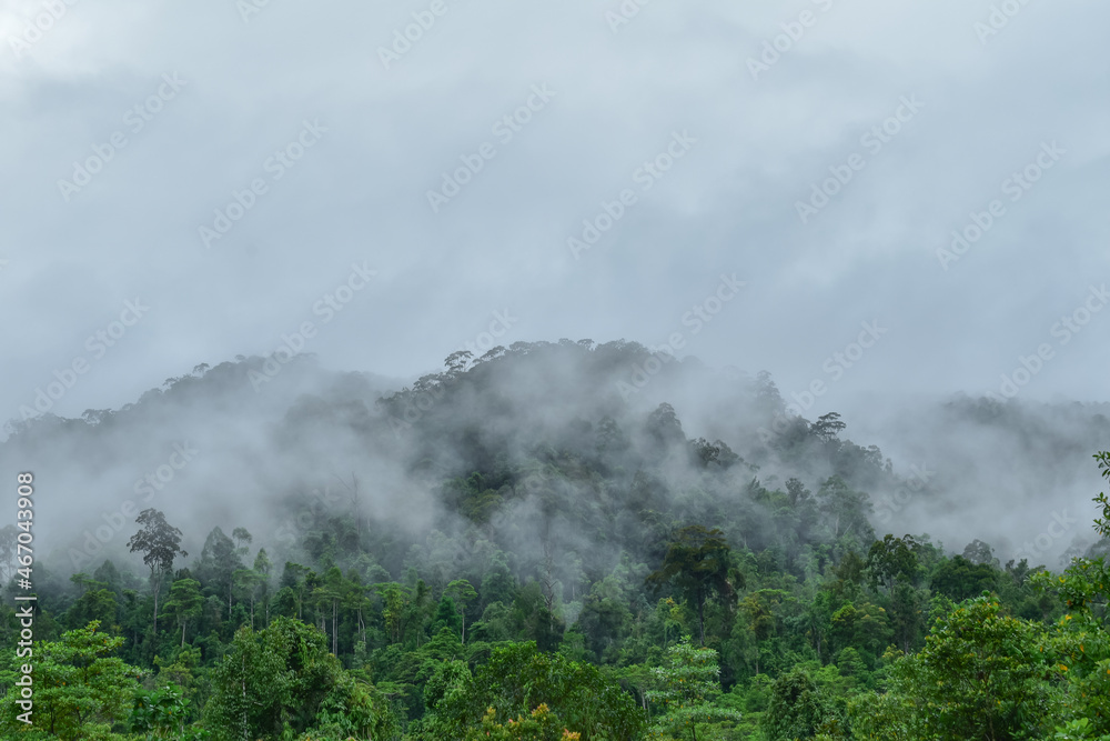 misty calm landscape tropical forest hill in Indonesia