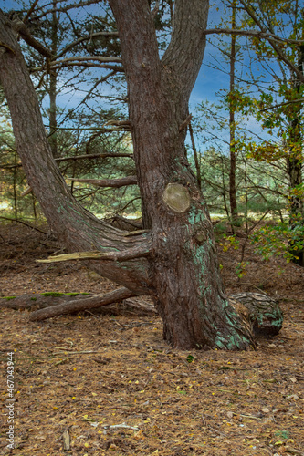 Close up shot of big old tree