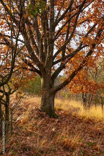 Single autumn tree with golden leaves. Late fall.