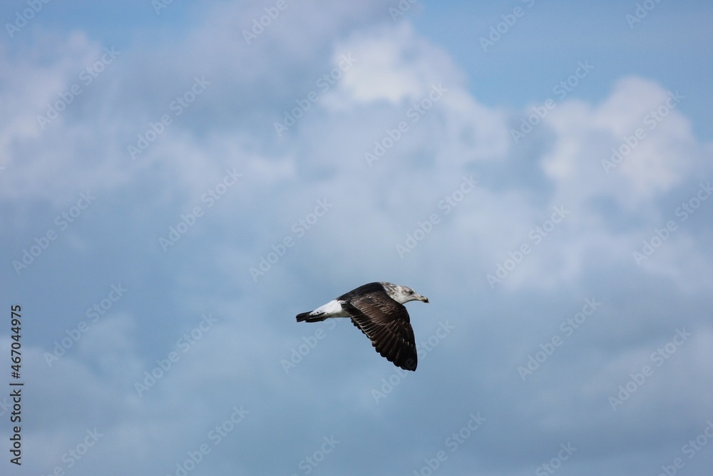 Sad Skua in flight Sad Skua in flight