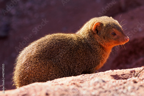 Dwarf mongoose outdoors in nature.