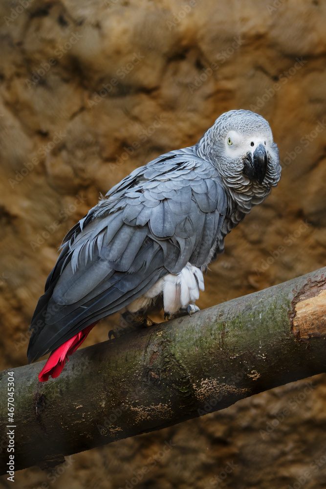 Obraz premium Gray parrot on a branch with a red tail.