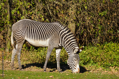 Zebra standing and eating grass.