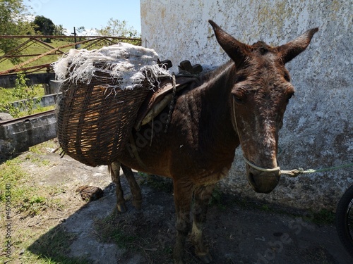 Fotografija old workhorse suffered and badly treated