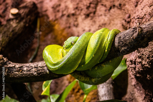 Curled Green Snake