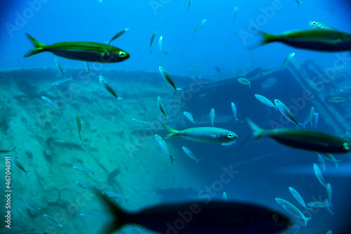 wrak statku na dnie oceanu, Wrak statku z pływającymi rybami photo