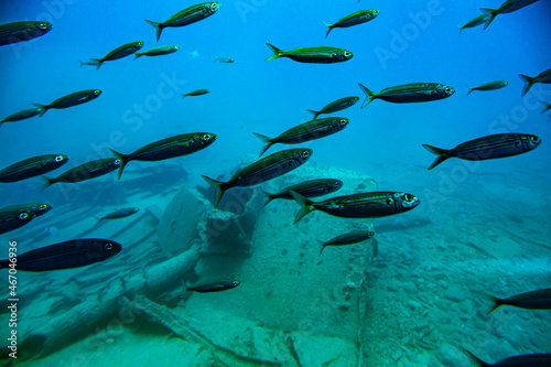 Ławica Ryb, Ryby w oceanie, Pływające ryby photo