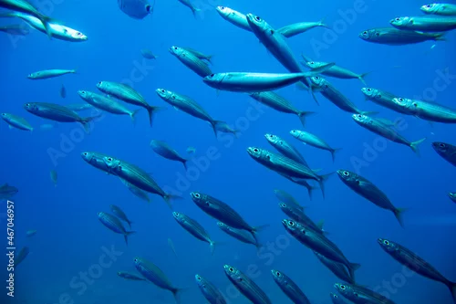 Fototapeta Ławica Ryb, Ryby w oceanie, Pływające ryby