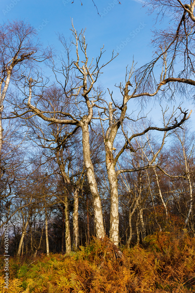 Beautiful autumn Nature and Landscape in the sandstone Mountains in the north Bohemia, Elbe sandstone, protected Landscape Area, Czech Republic Beautiful autumn Nature and Landscape in the sandstone Mountains in the north Bohemia, Elbe sandstone, protected Landscape Area, Czech Republic