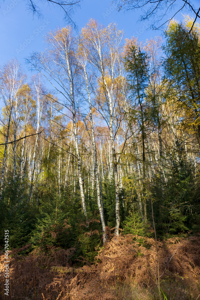 Beautiful autumn Nature and Landscape in the sandstone Mountains in the north Bohemia, Elbe sandstone, protected Landscape Area, Czech Republic Beautiful autumn Nature and Landscape in the sandstone Mountains in the north Bohemia, Elbe sandstone, protected Landscape Area, Czech Republic