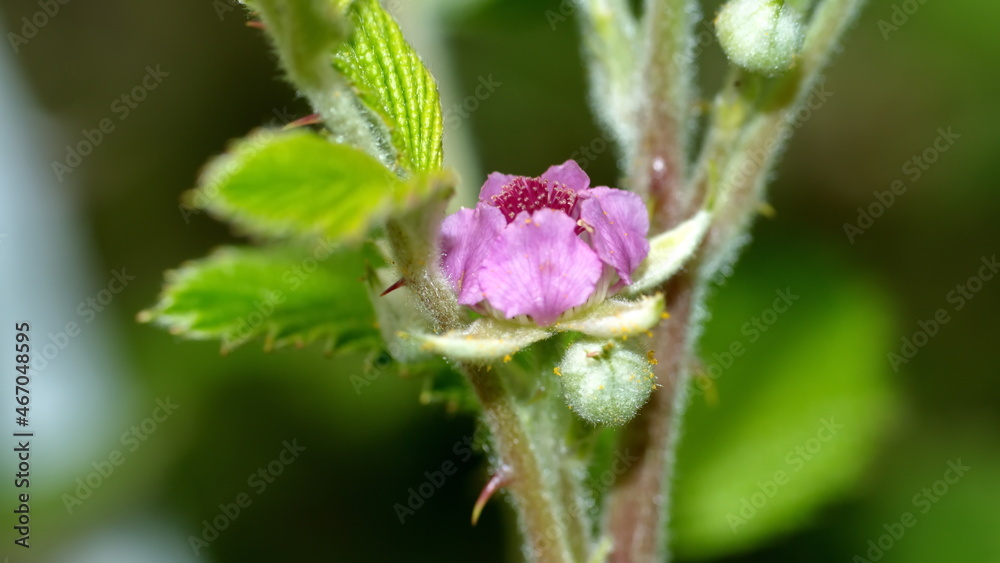 Wildflower on a wild raspberry plant in Cotacachi, Ecuador Wildflower on a wild raspberry plant in Cotacachi, Ecuador
