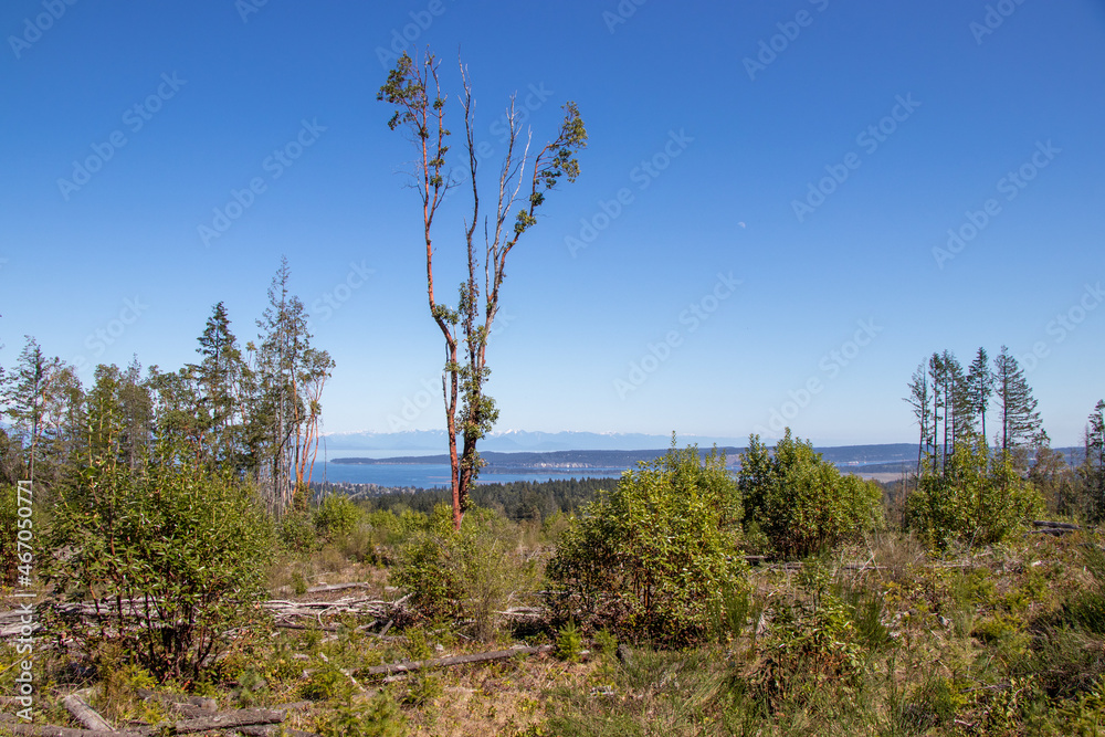 Obraz premium View of the Salish Sea from the Great Canadian Trail near the Abyss in Nanaimo, BC